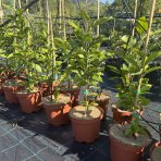 Magnólia hybridná (Magnolia hybrida) ´SUSAN´ - výška 40-60 cm, kont. C3L (-24°C)